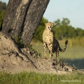 Gepard štíhlý (Acinonyx jubatus)