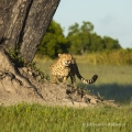 Gepard štíhlý (Acinonyx jubatus)