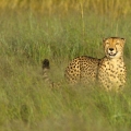 Gepard štíhlý (Acinonyx jubatus)