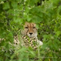 Gepard štíhlý (Acinonyx jubatus)