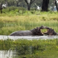 Hroch obojživelný (Hippopotamus amphibius)