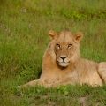 Lev pustinný  ( Panthera leo )