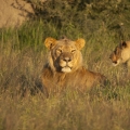 Lev pustinný  (Panthera leo)