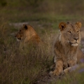 Lev pustinný  (Panthera leo)