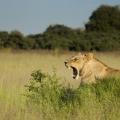 Lev pustinný  (Panthera leo)