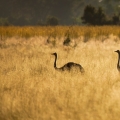 Pštros obecný (Struthio camelus)