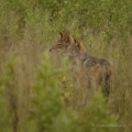 Šakal čabrakový (Canis mesomelas)