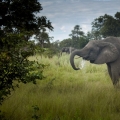 Slon africký (Loxodonta africana)