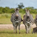 Zebra stepní (Equus quagga)