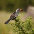 Zoborožec rudozobý (Tockus erythrorhynchus)